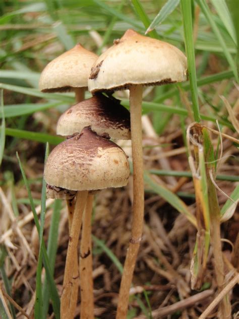 mushroom observer